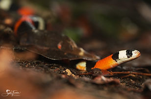 couresse faux corail 2.JPG