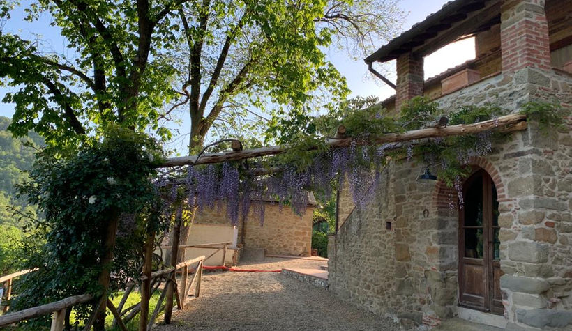 Glicine in fiore