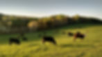Vaches libres dans le champs
