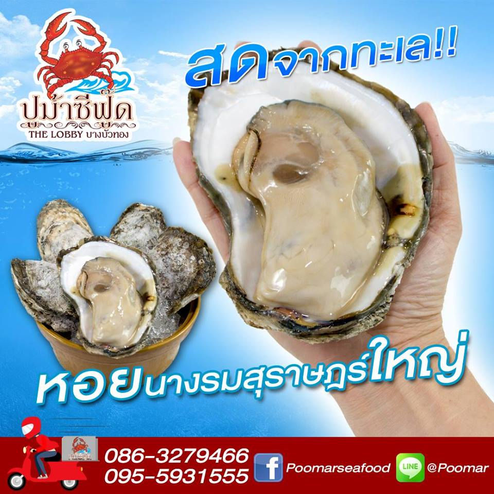 1-1 หอยนางรมสุราษฏร์ใหญ่