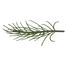 Pine Spruce Branches 9
