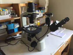 Inverted Field Optic Microscope