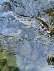 IMG_1267.jpeg