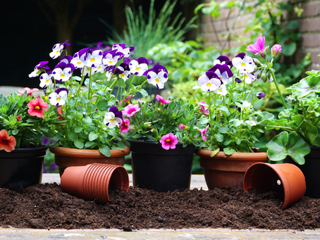 How To: Plant a Beautiful Spring Container Garden