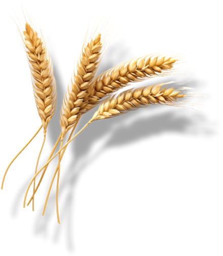 TRIGO.png
