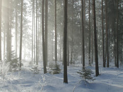 Soin de Vie(s): Ancêtres vikings - Chamans nordiques. Survivre dans la nature, solitude et intrusion