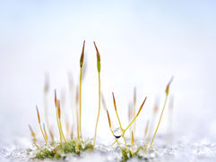 Soin à Thème "Manifester son Pouvoir Créateur" : Douceur de Mère Marie et neige de Paix...