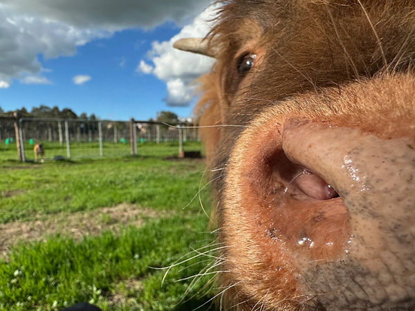 Beef close up