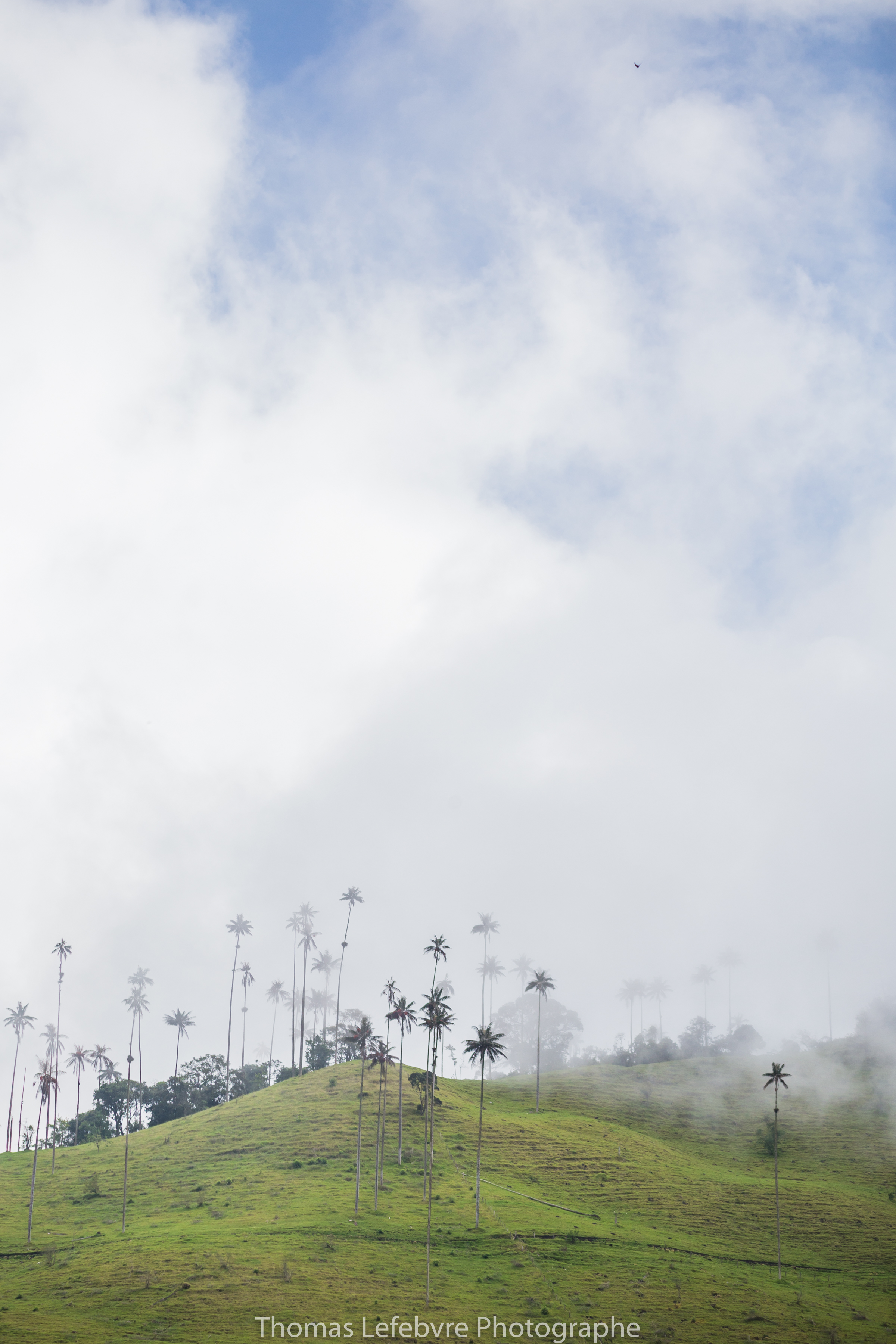 VALLE DE COCORA//COLOMBIA