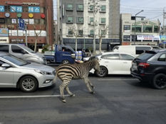 오충현의 무방비 생태계 | ⑤ 도시 생태계와 자연기반해법