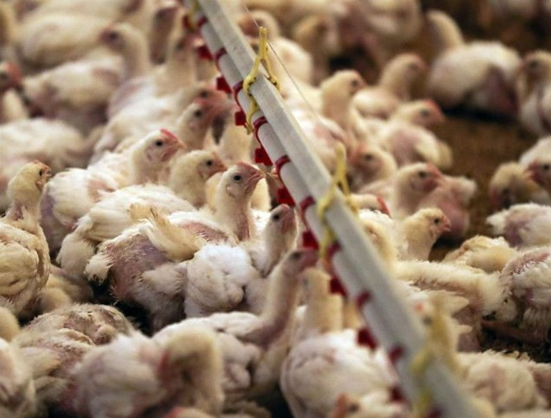 밀집 사육되는 닭. 사진 연합뉴스