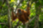 ORANGUTAN TREKKING