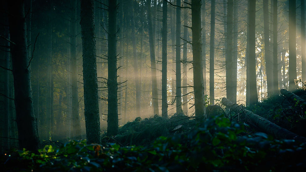 forest-4711958_1920.jpg