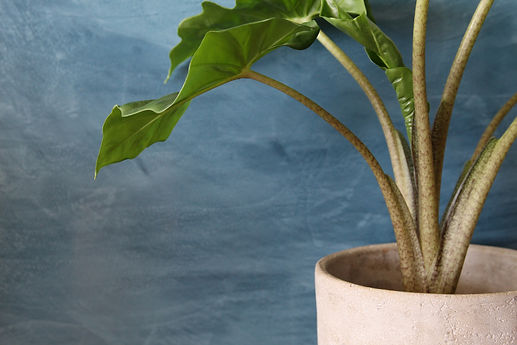Blue Tadelakt Plaster on a wall behind a plant pot