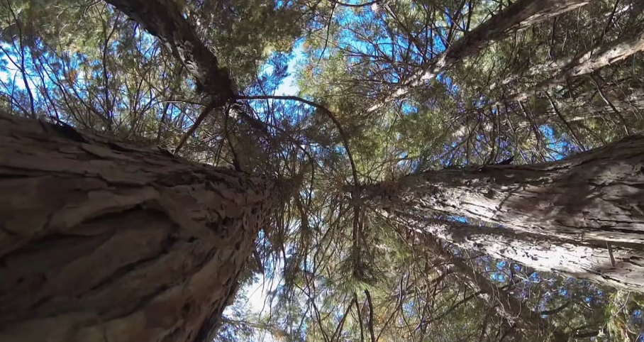 Forest Wilderness