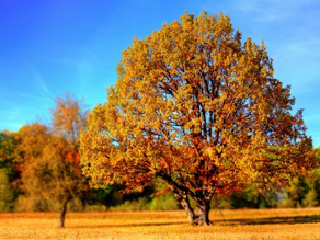 Il ramo d'oro