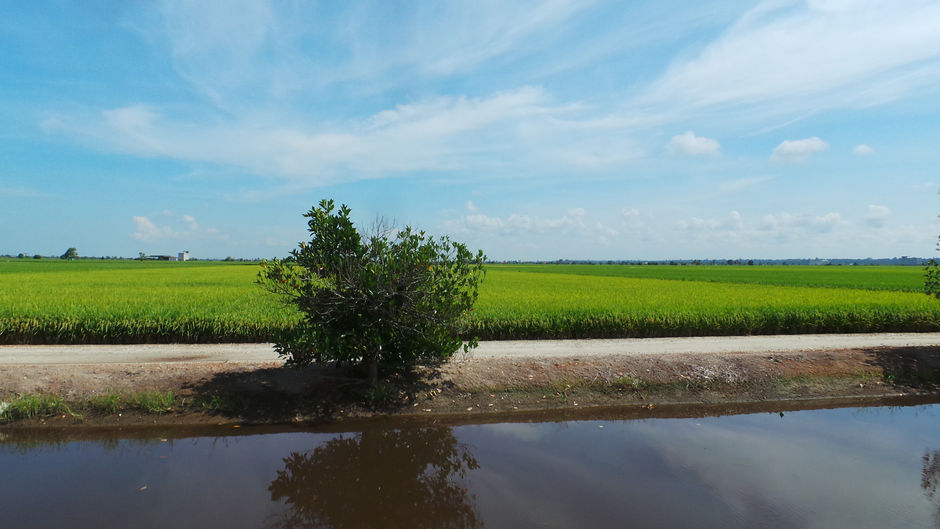 A Day Trip To The Beautiful Sekinchan