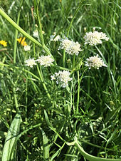 image1.jpeg