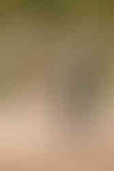 cérémonie laïque mariage domaine de la Téoulière