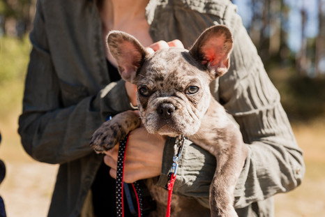 portrait petit chien un shooting photo chien