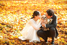 紅葉季節に、綺麗な落ち葉の上で撮った結婚写真