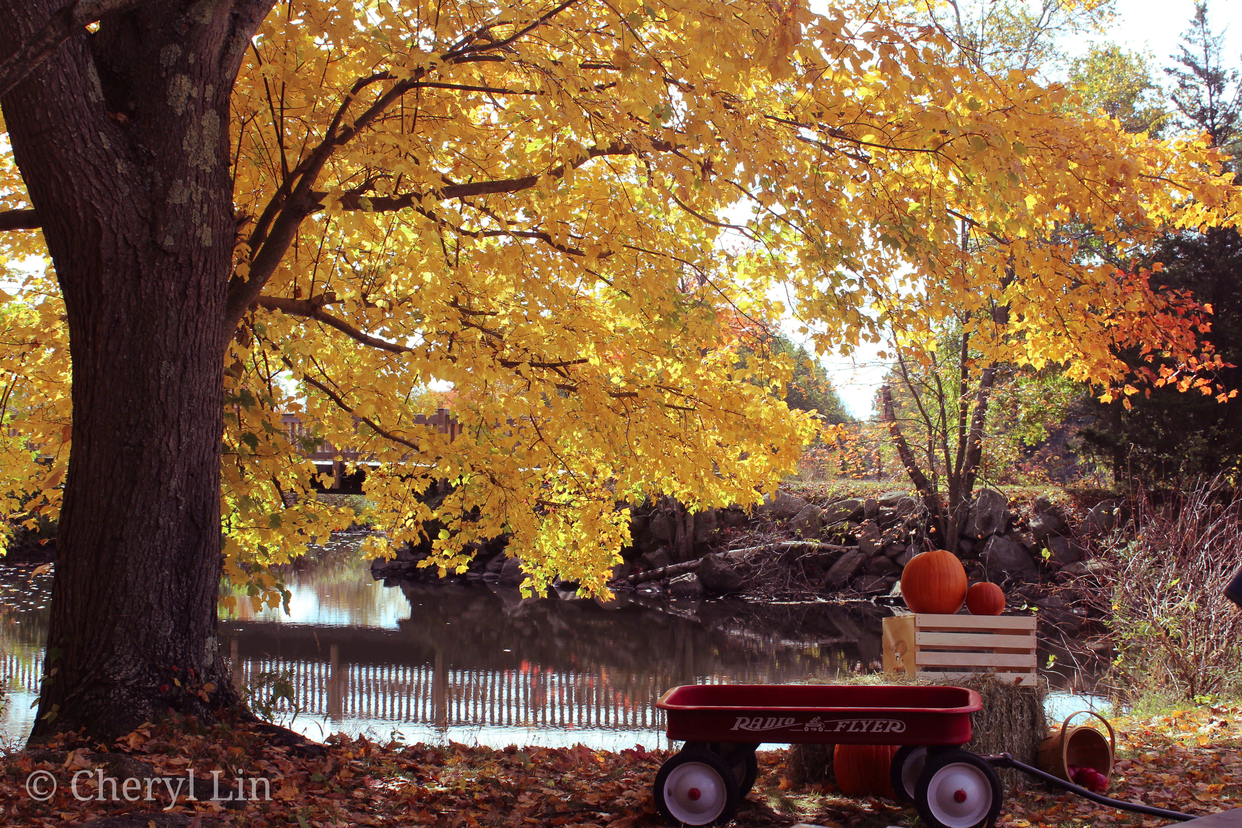 Fall Vibes