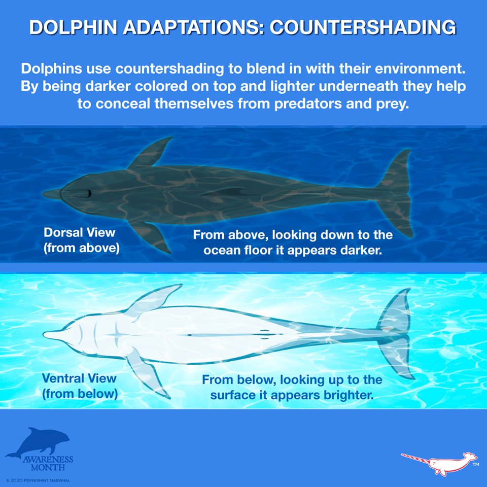 A closer look at how countershading benefits species in these habitats. Photo credit: Facebook