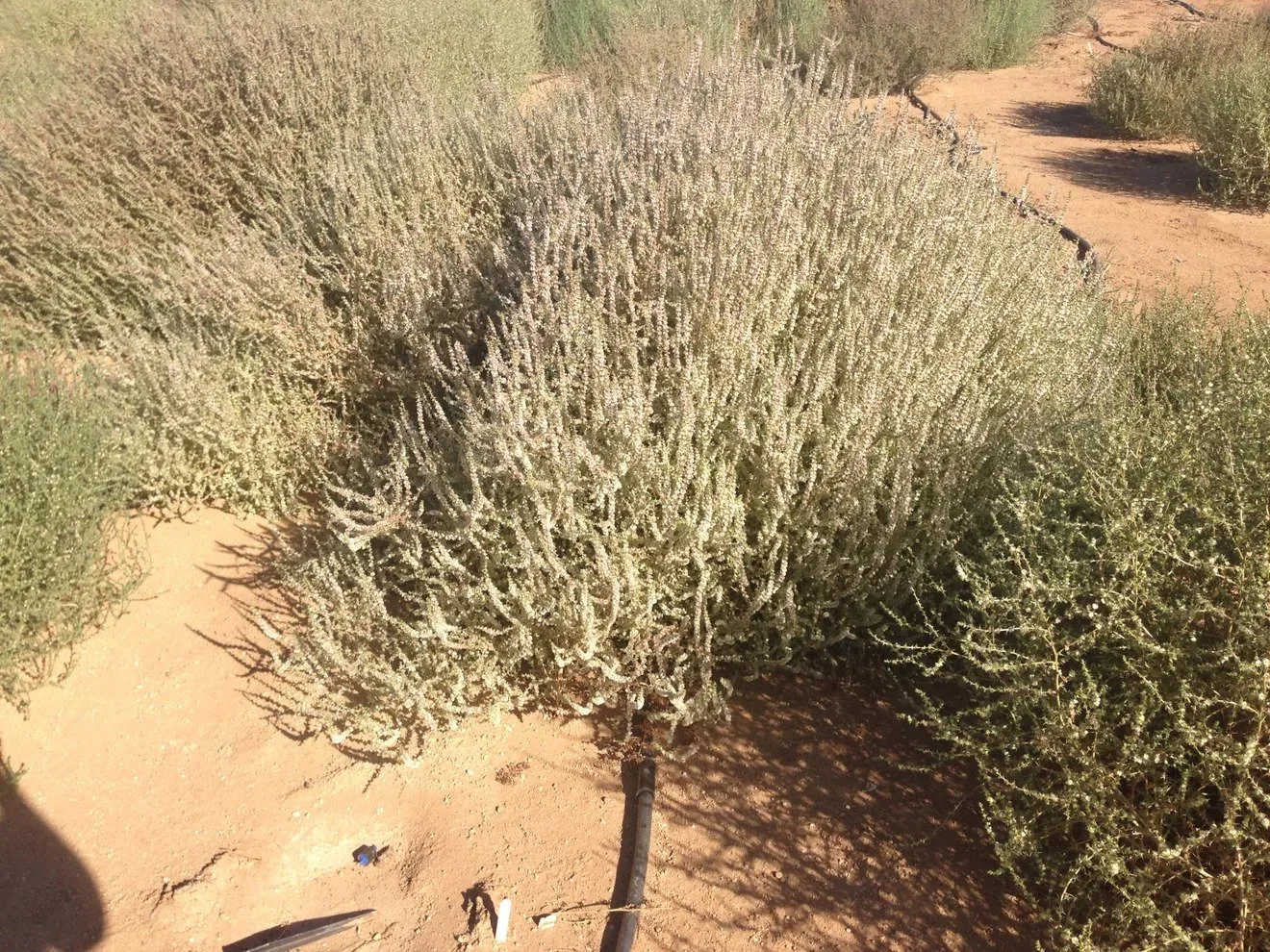 TUMBLEWEED.webp