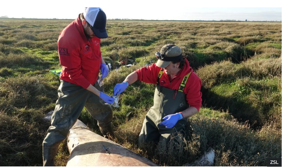 Two scientists taking samples of a 15 ft juvenile orca found on the Norfold coast. Photo from First stranded Orca found in almost 20 years in the Wash, 2020.