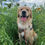 Thumbnail: Vestele Dog Bandana