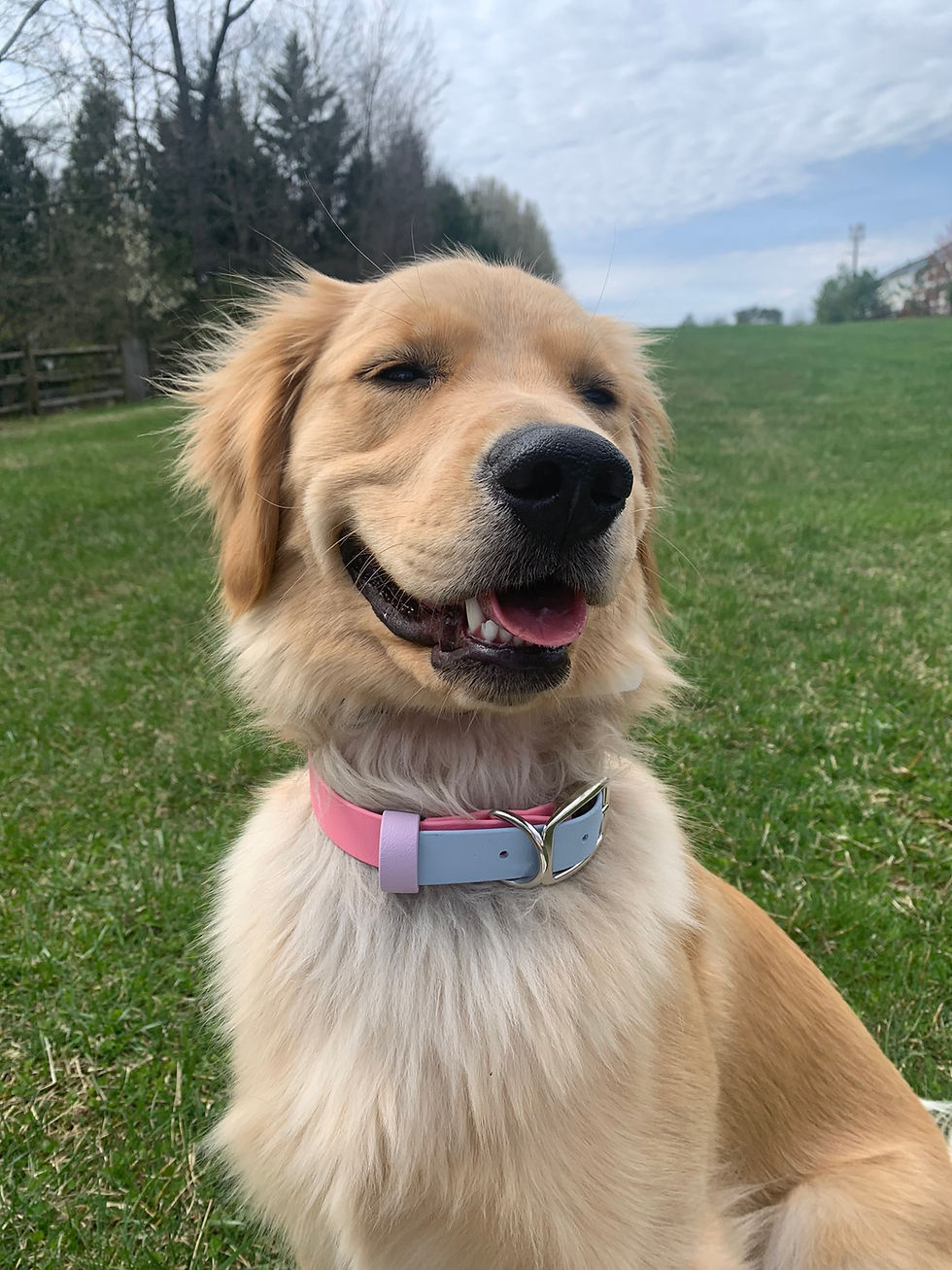 Thumbnail: Watermelon Buckle Collar
