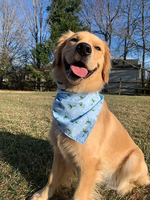 Cithrel Dog Bandana
