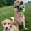 Thumbnail: Amrya Dog Bandana