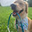 Thumbnail: Island Friends Dog Bandana