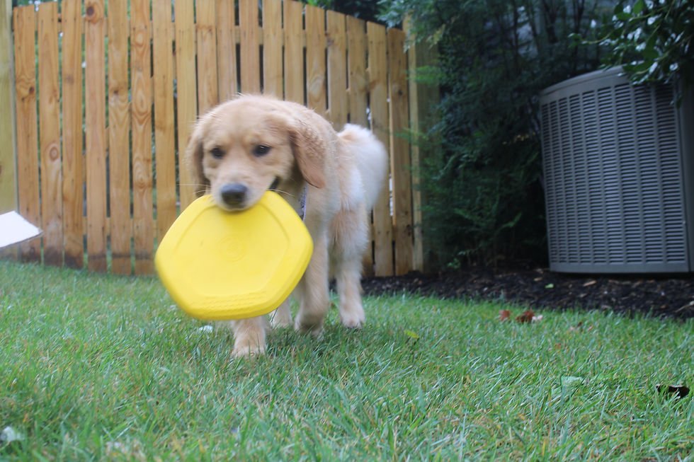 Thumbnail: Hive Dog Disc