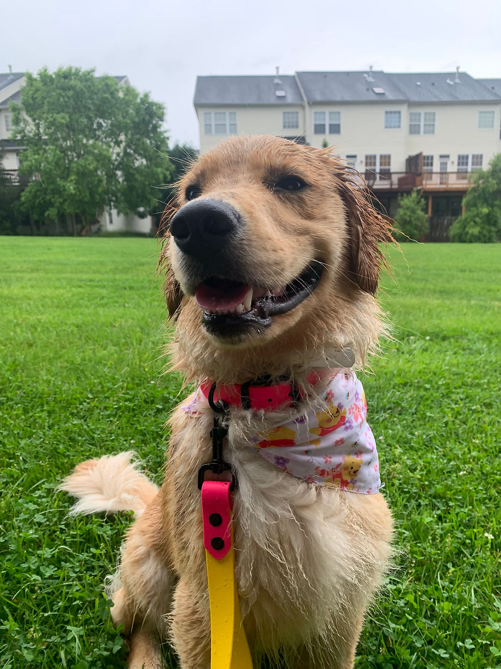 Thumbnail: Spring Bears Dog Bandana