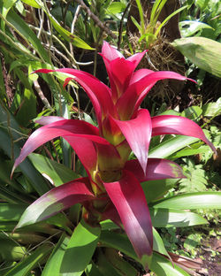Bromelia | The bromeliad flora of Panama now comprises 206 species.