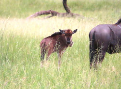 Baby Wildebeest