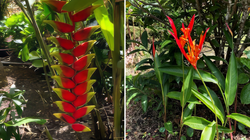 Heliconia Flower