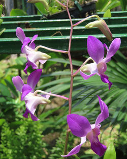 Dendrobium orchids