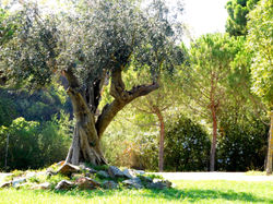 Olive Tree