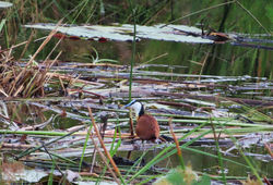 African Jacana