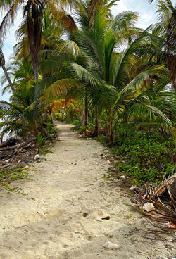Conch lined pathway-topaz-denoise
