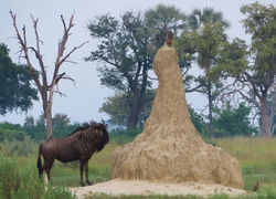 Wildebeest and Termite Hill