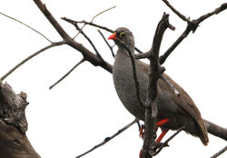 Red-billed Spurfowl