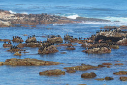 Perfect Waterfowl home on the rocks