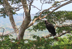 In the trees with the vultures | Vultures are scavengers and hang out in the trees looking for food.