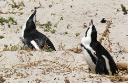 Boulders Beach nesting penguins