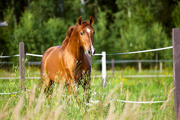Mettre son cheval au pré content media
