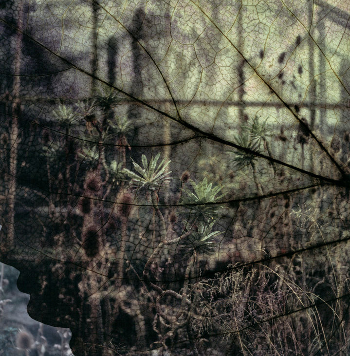 Tilyen_Mucik_Shrubs_04.jpg